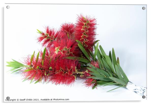 Isolated Bouquet of Red Bottlebrush flowers. Acrylic by Geoff Childs