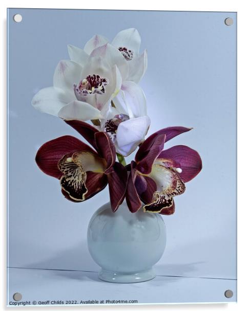  White and purple Cymbidium Orchids (Boat Orchids) in a white ce Acrylic by Geoff Childs