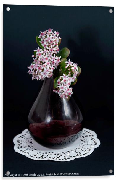 Jade Plant blossoms in a glass vase isolated on a black backgrou Acrylic by Geoff Childs