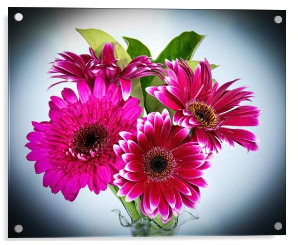Pretty Gerbera Daisies (viridifolia)  flowers isolated  Acrylic by Geoff Childs