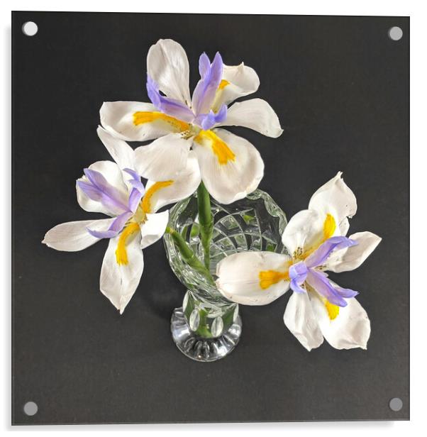 Three isolated Wild Iris flowers closeup in a crystal glass vase.  Acrylic by Geoff Childs
