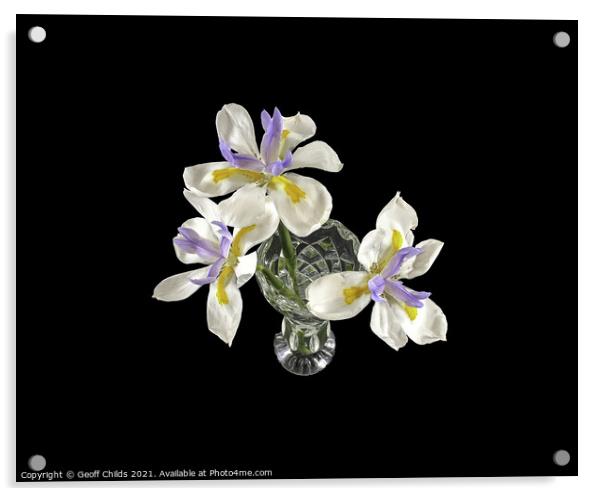 Three isolated Wild Iris flowers closeup. Acrylic by Geoff Childs