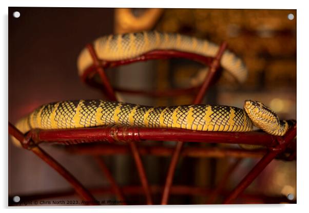 Pit viper, the snake temple, Penang, Malaysia. Acrylic by Chris North
