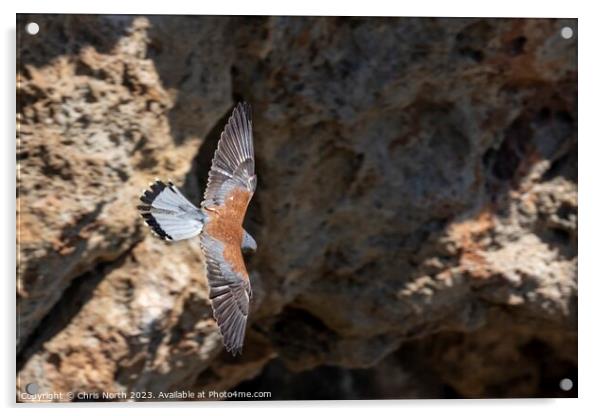 Male Kestrel on the hunt. Acrylic by Chris North