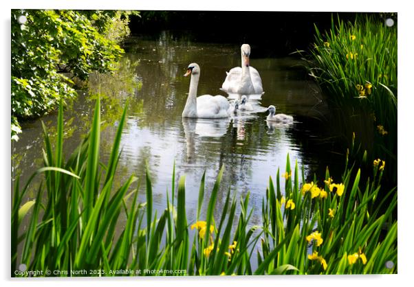 Swan Family in spring sunshine. Acrylic by Chris North
