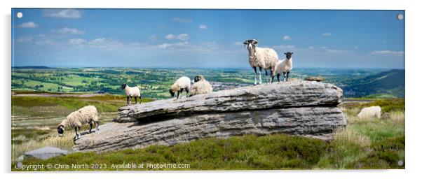 Sheep enjoying Summer sunshine in the Yorkshire Dales Acrylic by Chris North