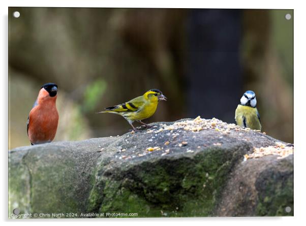 Bullfinch, Siskin, and Bluetit, feeding. Acrylic by Chris North