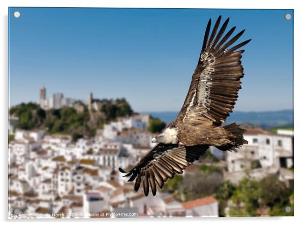 Giffon vulture over Casares, Spain. Acrylic by Chris North