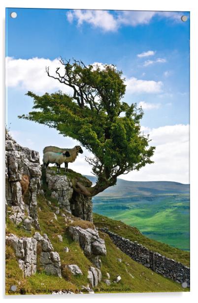 A shady place on Twisleton scar. Acrylic by Chris North