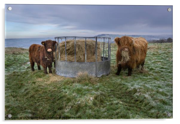 Highland Cow and Calf on Ilkley moor. Acrylic by Chris North