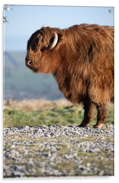 Highland cattle on Ilkley Moor Acrylic by Chris North