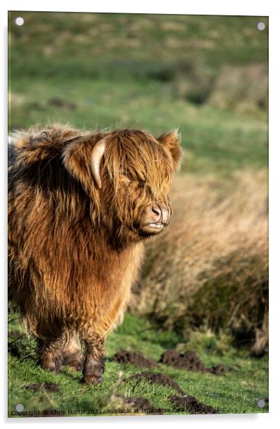 Highland cattle on Ilkley Moor Acrylic by Chris North