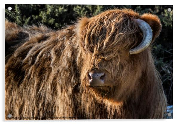 Highland cattle on Ilkley Moor Acrylic by Chris North