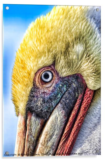 Brown Pelican  Acrylic by Robert M. Vera
