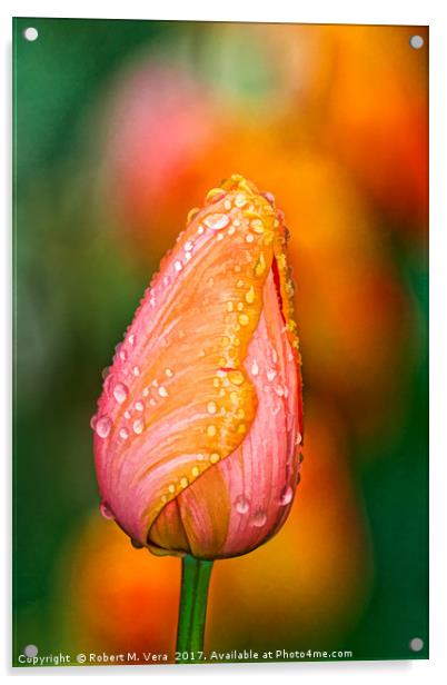 Peach and Orange Tulip in the Spring Acrylic by Robert M. Vera