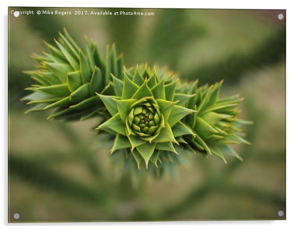 Monkey puzzle tree - sharp!         Acrylic by Mike Rogers