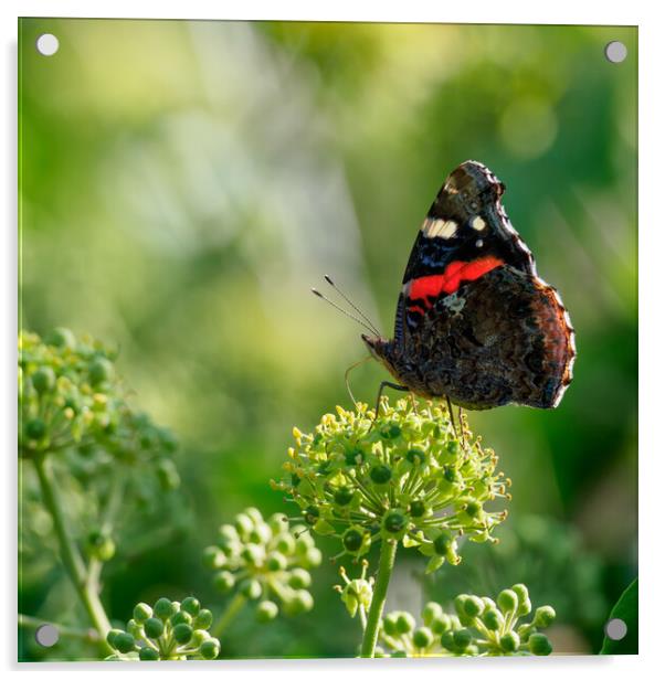 Red Admiral Butterfly Acrylic by Maarten D'Haese