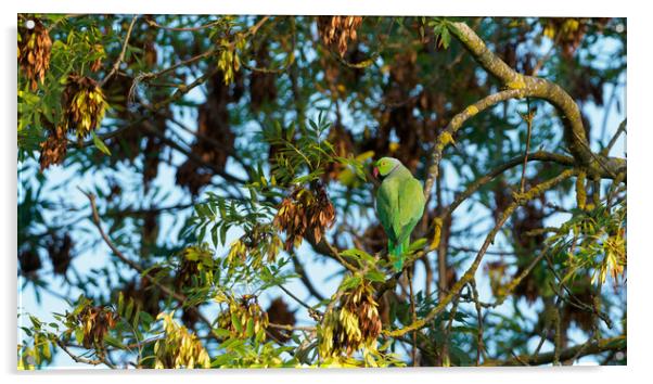 Green parakeet resting in tree Acrylic by Maarten D'Haese