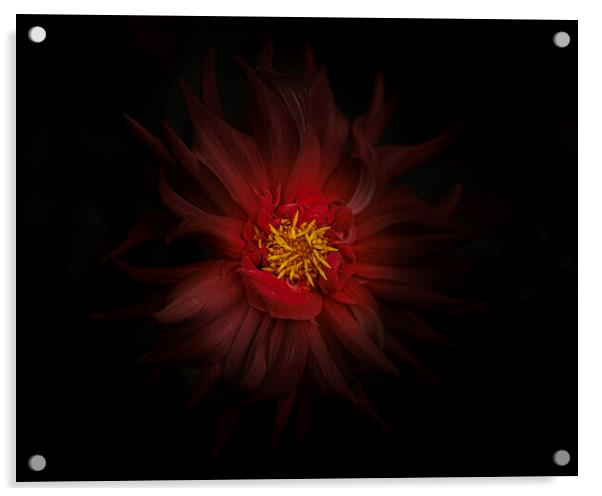 Moody Red Dahlia Acrylic by Kevin Ford