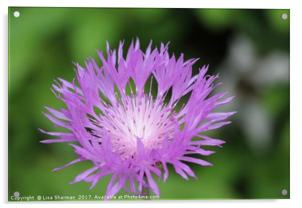 Purple Persian Cornflower Acrylic by  