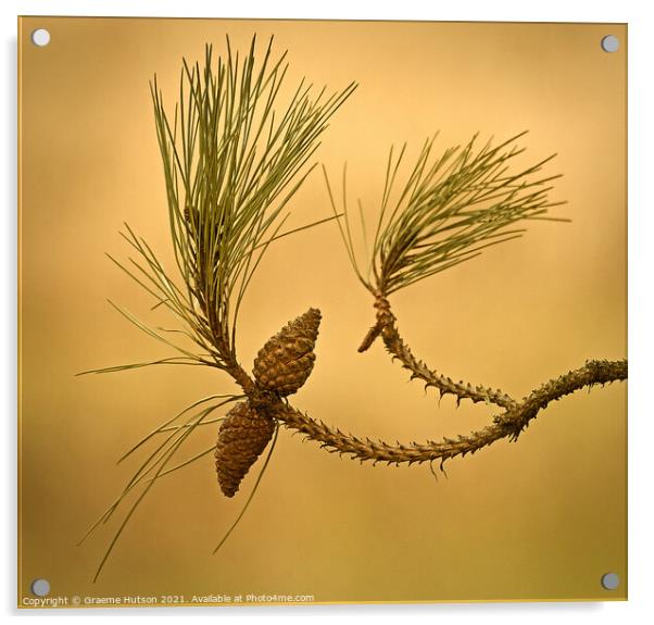 Two pine cones Acrylic by Graeme Hutson