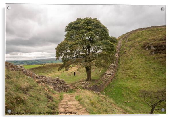 Sycamore Gap 