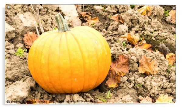 Orange Pumpkin Acrylic by thomas rhodes