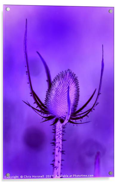 Dipsacus fullonum Acrylic by Chris Horsnell