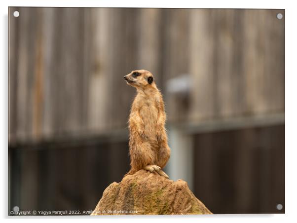 Meerkat view from top Acrylic by Yagya Parajuli