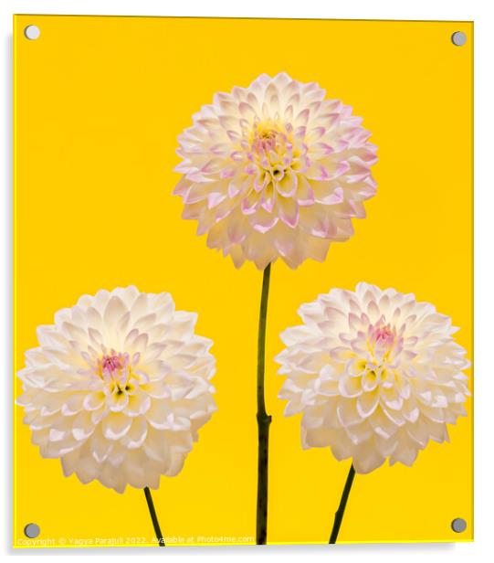 Beauty of Dahlia Acrylic by Yagya Parajuli