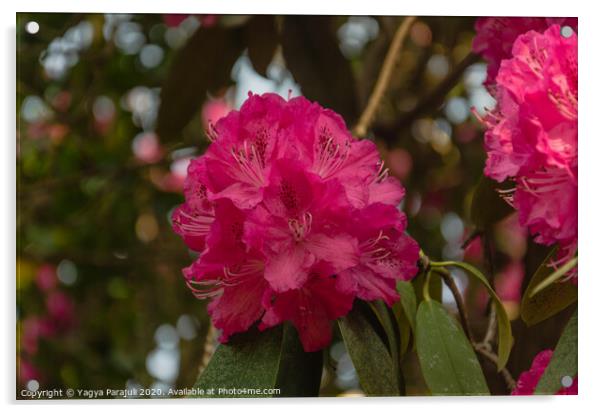 Rhododendron red flower with greenery Acrylic by Yagya Parajuli