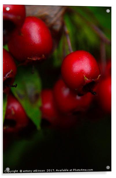 Wild Red berries Acrylic by Antony Atkinson
