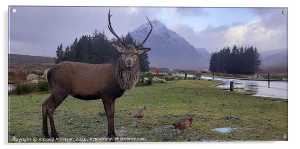 Red Deer Stag at Glencoe im the Scottish Highlands Acrylic by Antony Atkinson