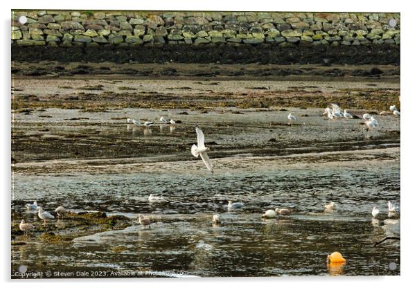 Birds harmoniously gather on River Gwaun Acrylic by Steven Dale