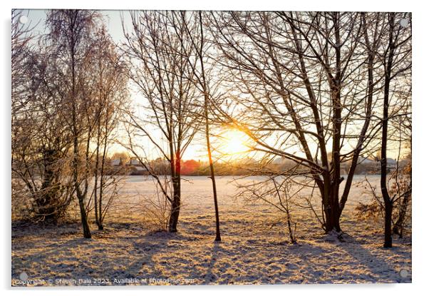 Sunrise silhoutte of tress in winter Acrylic by Steven Dale