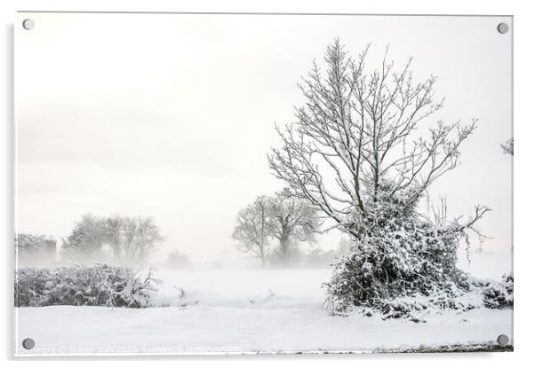 Winter Norfolk Landscape Acrylic by Steven Dale