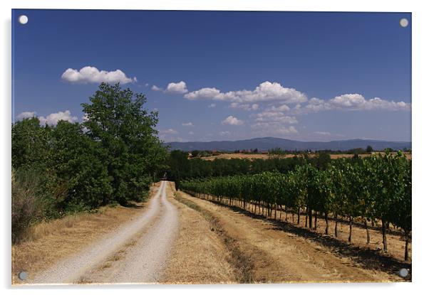 Tuscan Vineyard's Enchanting Narrative Acrylic by Steven Dale