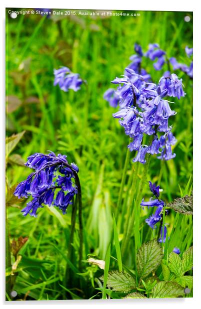 Enchanting Bluebell Brilliance in Essex Acrylic by Steven Dale