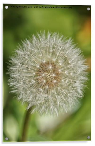 Unassuming Beauty: The Quintessential Dandelion Acrylic by Steven Dale
