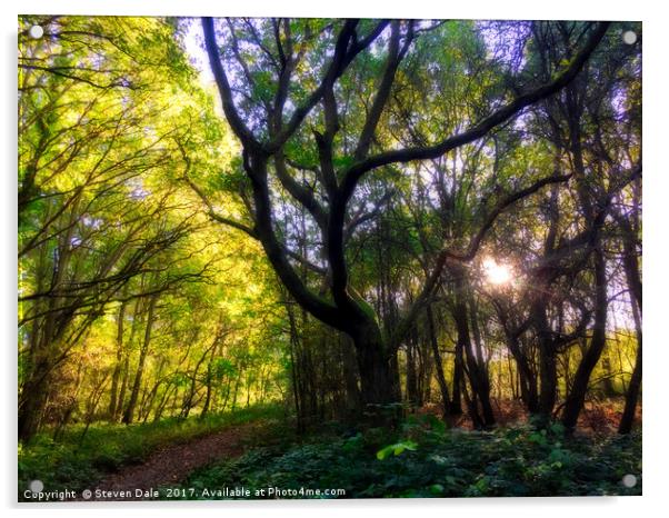 Woodland Reverie: Colchester's Enchanted Escape Acrylic by Steven Dale