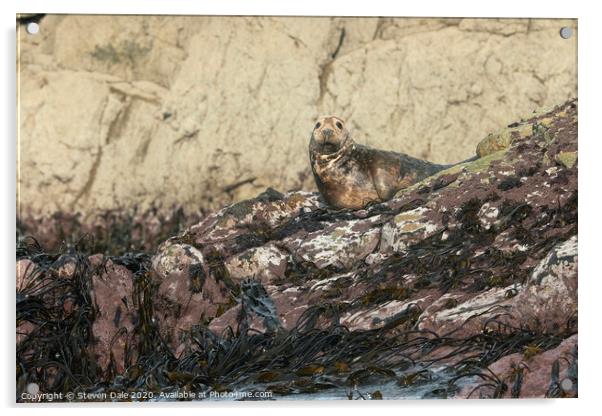 Atlantic Grey Seal Immersed in Pembrokeshire's Bea Acrylic by Steven Dale