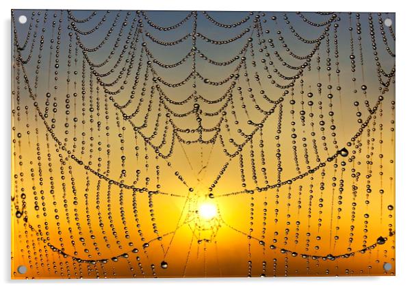 Sunrise Through the Web Acrylic by Adrian Campfield