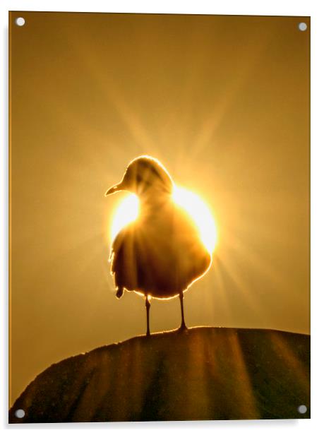 Sun Bird Acrylic by Adrian Campfield