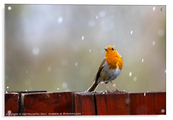 Robin caught in a Spring Hail shower Acrylic by Karl McCarthy