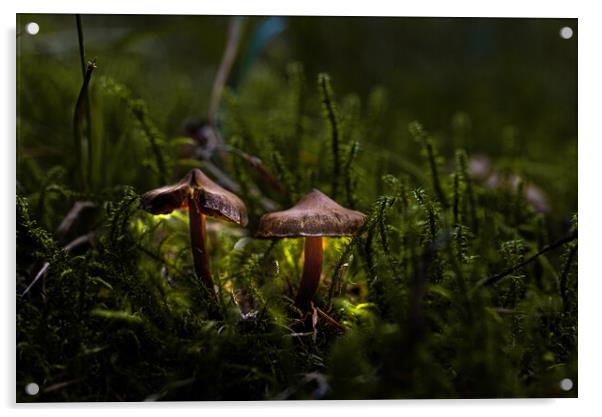 Fungi light beams Acrylic by Karl McCarthy