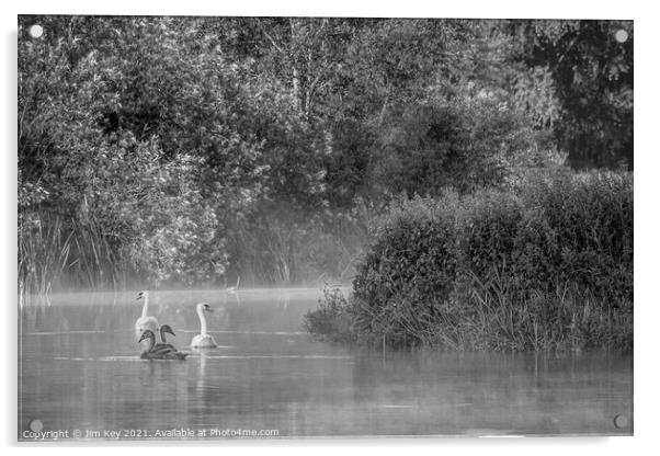 Swans and Cygnets Black and White    Acrylic by Jim Key