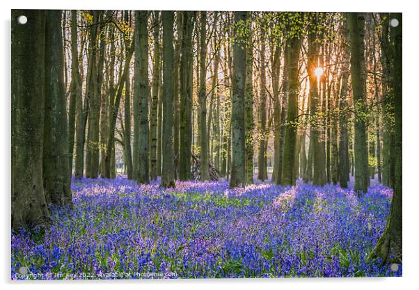 Sunlit Bluebell Wood  Acrylic by Jim Key