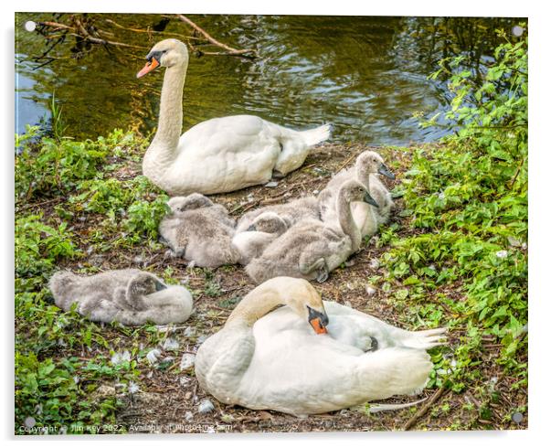 Swan Family    Acrylic by Jim Key