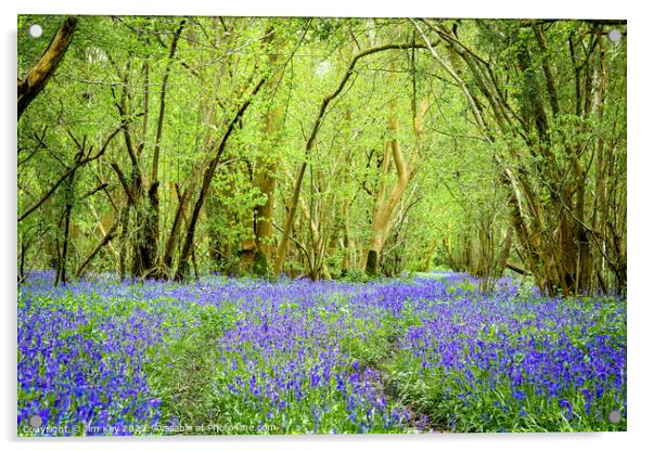 English Bluebell Wood  Foxley Wood Norfolk  Acrylic by Jim Key