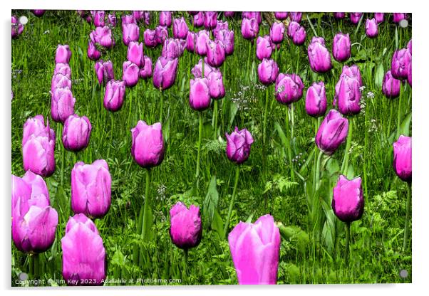 Pink Tulips  Digital Art Acrylic by Jim Key